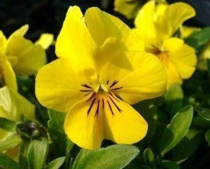 青州2013年綠化苗木價(jià)格咨詢與訂購(gòu)指南 聚焦萬(wàn)美花卉苗木基地