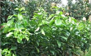 精選三紅蜜柚苗與紅心蜜柚苗，廠家直供，品質(zhì)保障，歡迎批發(fā)洽談